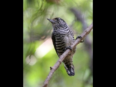 Woodpecker  -  White-Barred Piculet