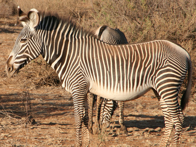 Zebra  -  Grevy's Zebra
