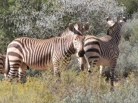 Mountain Zebra image