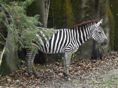Zebra  -  Plains Zebra